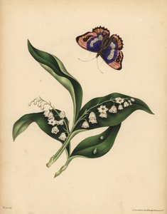 Lilies of the Valley, Convallaria majalis, Purity and return of happiness; The purple Emperor Butterfly, Apatura iris, Immortality of the soul by Unbekannt