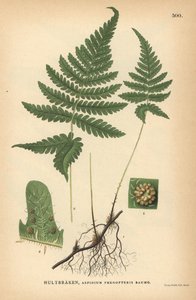 Long Beech Fern, Phegopteris Connectilis