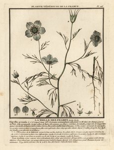 Love-in-a-Mist, Nigella Arvensis