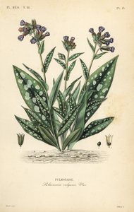Lungwort