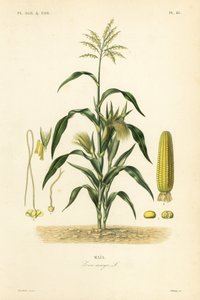 Maize or corn, Zea mays