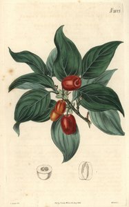 Male dogwood, branch with fruit by Unbekannter Künstler