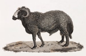 Mammals: A Ram with a Large Tail