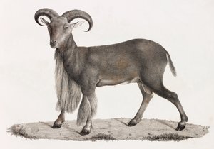 Mammals: Barbary Sheep