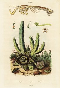 Mantis shrimp, star flower and beetle