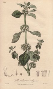 Marrubium vulgare (Marrubium vulgare) - Strong water by William Clarke to illustrate Medical Botanical, Description of the Medicinal Plants of London, Edinburgh and Dublin by John Stephenson and James Morss Churchill by Unbekannter Künstler