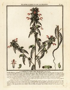 Marsh lousewort, Pedicularis palustris