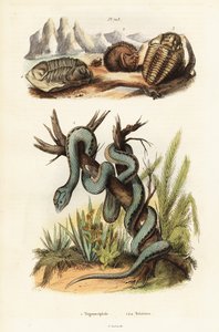 Martinican Pit Viper and Extinct Trilobites by Unbekannter Künstler