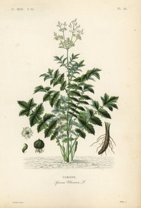 Meadowsweet or mead wort by Unbekannt