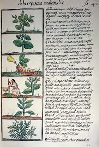 Medicinal plants, text in Nahuatl, facsimile of manuscript General History of Things of New Spain, also known as Florentine Codex, by Bernardino de Sahagun by Benjamin Baud