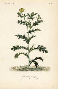 Mexican poppy or flowering thistle