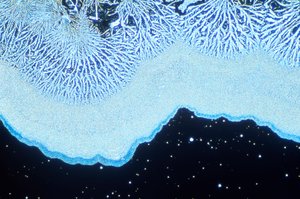 Micrographs (Light) Colloidal silica, light micrograph by Unbekannt