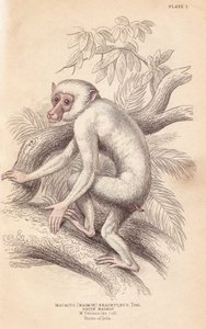 Moor macaque, Macaca maura (Macacus maimon brachyurus). White maimon, believed to be an albino juvenile. Handcoloured steel engraving from William Jardine