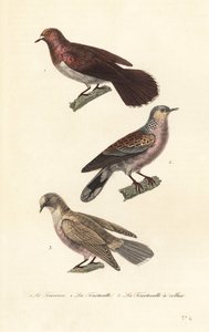 Mourning dove, turtle dove and red-eyed dove