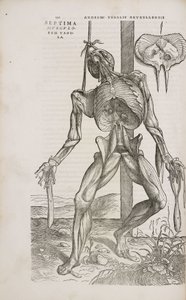 Front view of the deeper muscles of the male human body