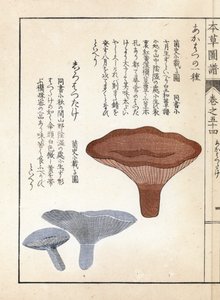 Mushrooms: Akahatsu Lacatire and White Shirohatsudake. Japanese Print by Kanen Iwasaki from Honzo Zufu, Illustrative Guide to Medicinal Plants