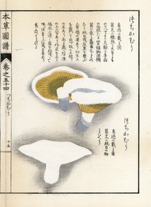 Mushrooms: milk pepper