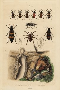 Mygalomorph trapdoor spider and its nest, and beetles, Mylabris species by Unbekannt
