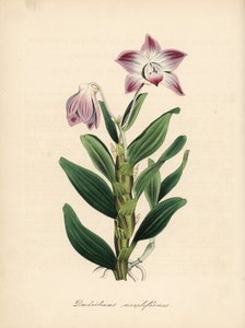 Necklace-stemmed dendrobium or sekikoku orchid, Dendrobium moniliforme. Handcoloured zincograph by C. Chabot drawn by Miss M. A. Burnett from her Plantae Utiliores: or Illustrations of Useful Plants, Whittaker, London