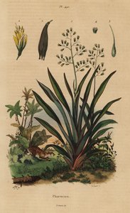 New Zealand flax or harakeke