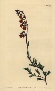 Night-smelling hermannia