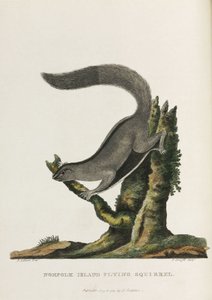 Norfolk Island Flying Squirrel, Australia, c. 1788