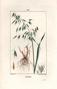 Oats, Avena Sativa by Unbekannter Künstler