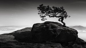 Old Pine, Lilienstein, Switzerland, 2015 by Leopold Blonder
