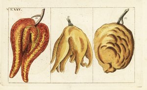 Oranges, misshapen and bulbous forms, Citrus aurantium