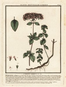 Oregano or wild marjoram, Origanum vulgare