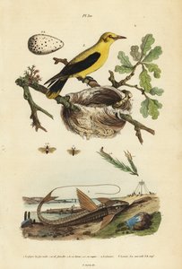 Oriole blackbird, nest and eggs, chocolate loricarid armored catfish, and pine sawfly by Unbekannt