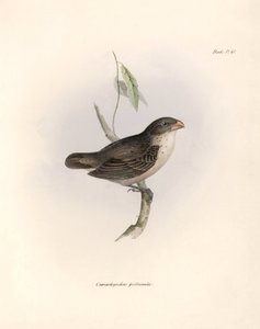 Ornithology: Camarhynchus psittaculus or Geospize psittacin Description of a passerine by Charles Darwin observed during his expedition aboard the Beagle. Plate from The zoology of the voyage of H.M.S. Beagle. Flight. III, Birds described by John Gould by Unbekannter Künstler