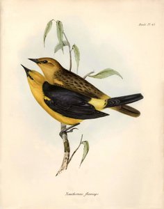 Ornithology: Certhidea olivacea Geospize olive observed and described by Charles Darwin during his expedition aboard the Beagle. Plate from The zoology of the voyage of H.M.S. Beagle. Flight. III, Birds described by John Gould by Unbekannter Künstler