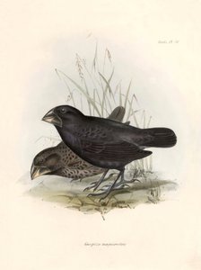 Ornithology: Geospiza magnirostris or geospize a big beak Description of a passerine by Charles Darwin observed during his expedition aboard the Beagle. Plate from The zoology of the voyage of H.M.S. Beagle. Flight. III, Birds described by John Gould