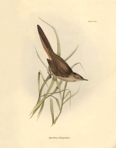 Ornithology: Synallaxis rufogularis described by Charles Darwin during his expedition aboard the Beagle. Plate from The zoology of the voyage of H.M.S. Beagle. Flight. III, Birds described by John Gould, with notice of their habits by Charles Darwin by Unbekannter Künstler
