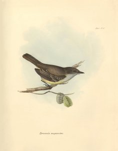 Ornithology: The Tyrannula magnirostris of the bird family described by Charles Darwin during his exploration journey aboard the Beagle. Plate from The Zoology of the voyage of H.M.S. Beagle under the command of Captain Fitzroy during the years 1832 to 183