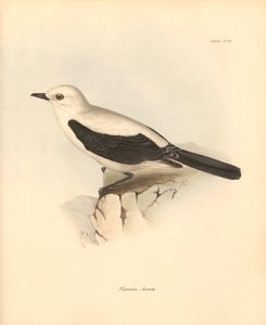 Ornithology: The fluvicola azarea or flycatcher described by Charles Darwin during his exploration journey aboard the Beagle. Plate from The Zoology of the voyage of H.M.S. Beagle under the command of Captain Fitzroy during the years 1832 to 1836