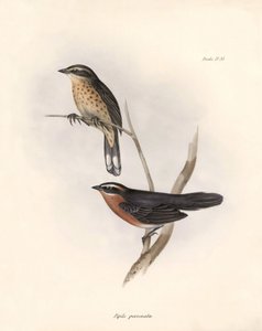 Ornithology: Tohi (or pipilo) Description of a passerine by Charles Darwin observed during his expedition aboard the Beagle. Plate from The zoology of the voyage of H.M.S. Beagle. Flight. III, Birds described by John Gould, with notice of their habits