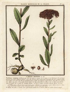 Orpine, Sedum telephium