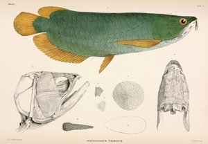 Osteoglossum Formosum, Indonesia by Unbekannter Künstler