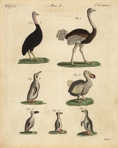 Ostrich, cassowary, extinct dodo, and species of penguin by Unbekannt