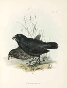Pair of Large Ground Finches, Galapagos Islands, c 1832-1836