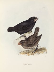 Pair of finches, Galapagos Islands, c 1832-1836