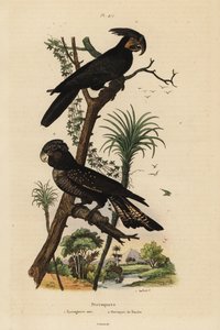 Palm cockatoo, Probosciger aterrimus, and red-tailed black cockatoo, Calyptorhynchus banksii