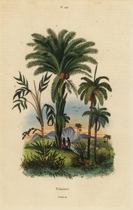 Palm Trees: Date Palm, Phoenix Dactylifera 1, Attalea Species 2, and Geonoma Species 3 by Unbekannt