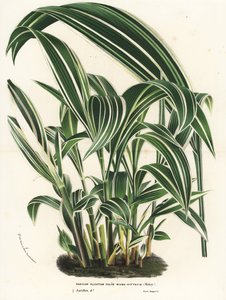 Palmgrass, Setaria palmifolia. Handcoloured lithograph from Louis van Houtte and Charles Lemaire