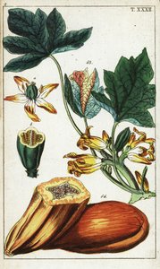 Papaya fruit, section, flowers and leaves, Carica papaya