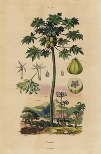 Papaya or Pawpaw Tree with Fruit and Cross Section of Fruit by Unbekannt