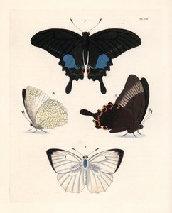 Paris peacock butterfly and mottled emigrant