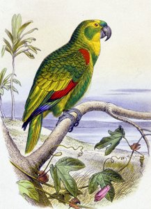 Parrot with Blue Fronthead